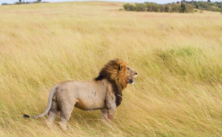 African Safari lion